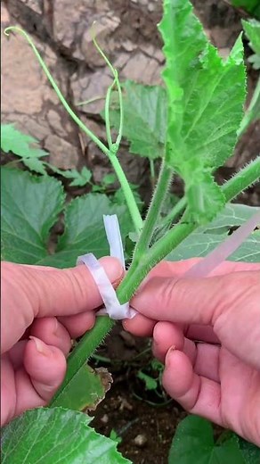 Hanging vine rope knot techniques