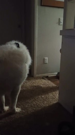 Jessie feeding Cotton with her spoon lol (She was done with it) 🤣 | Jessica Johnson