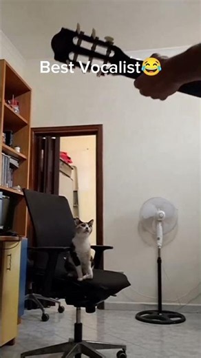 Cat Singing Along to Guitar 🎸 Best Vocalist Ever 😂 #funnyanimals #cat #animallife