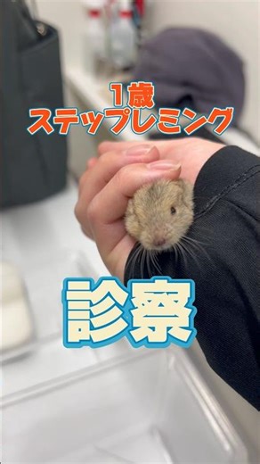 A one-year-old steppe lemming with a bloated stomach and loose stools came to the animal hospital!