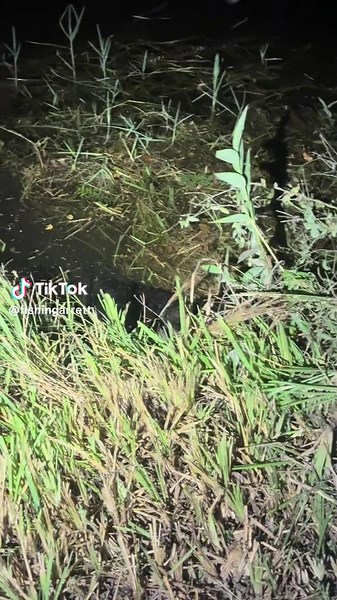 Searching a giant python in the Florida Everglades! #fyp#foryou#foryoupage#wild#wildlife#yoink#explore#snake#python#night#florida#floridacheck#usa#alligatorsoftiktok #crocodile#alligator#swamp#swamppuppy#everglades#animalsoftiktok#animals#tiktok#crazy#professional#conservation#ecosystem#bird#frog