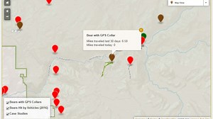 Bear tracking website launch for Yosemite National Park