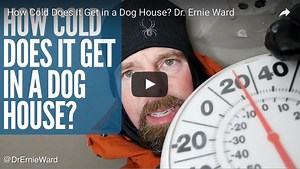 Think Dog Houses Keep Dogs Warm in Freezing Weather? You're Wrong. | Seattle DogSpot