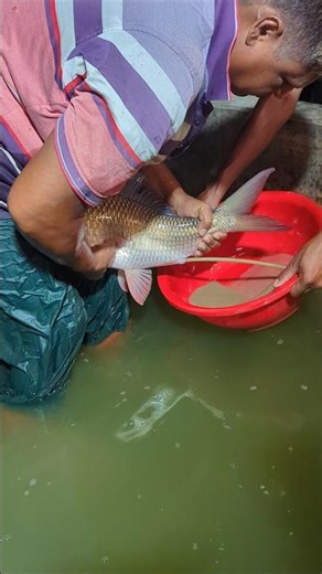 Vietnam Big Red Rohi Fish Breeding System #shorts #viral