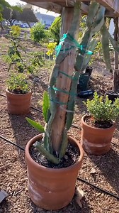15K views · 332 reactions | Absolute unit of a fig | Epic Gardening | Facebook