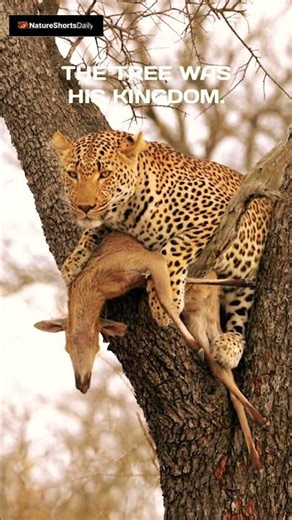 He Didn't Stop Until the Tree. - Leopard vs Impala - Predator Stories #012