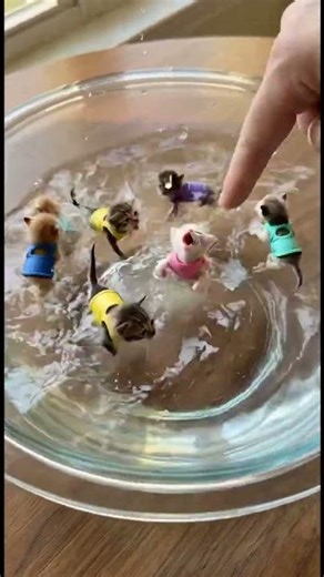 Teacup Kittens First Swimming Day 🐈 #animals #CuteKittens #TinyAnimals #TeacupKittens #micropets