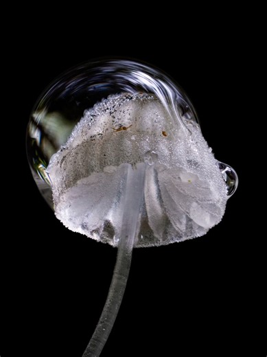 photographing a tiny mushroom in the rain 🫶 Taken with OM System OM1 mk II OM System 90mm f3.5 macro Natural light Focus stacked using Helicon Focus #viral #photography #OMSystem #Outdoors #trending