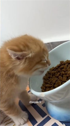 awawawawa #cat #cats #kitten #catlovers #cute #cutecat #catshorts #catvideos #pets