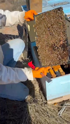 15K views · 143 reactions | Alcohol washing a beehive. Alcohol washing is a method of monitoring Varroa mite levels. This is now part of beekeeping in Australia in order to maintain healthy and strong hives. | Australian Bees | Facebook