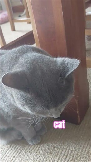 random cat video 41 #cat #cats #catvideos #catshorts #cute