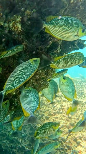 Lunchtime for Java Rabbit Fishes #fish #rabbitfish #underwater #oceanlife #snorkeling
