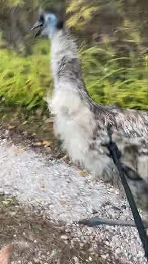 17 reactions | Peter Pan decided to go for a walk! Thanks to good neighbors He is home now | Noah's Ark | Facebook