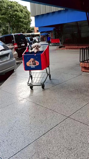 El Pudel: Un Genio Disfrazado de Nube