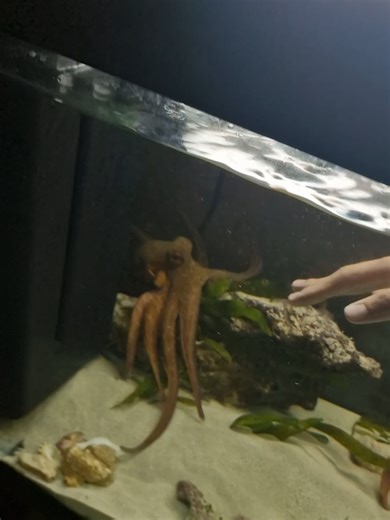 Il polpo gioca: scopri il mondo degli animali