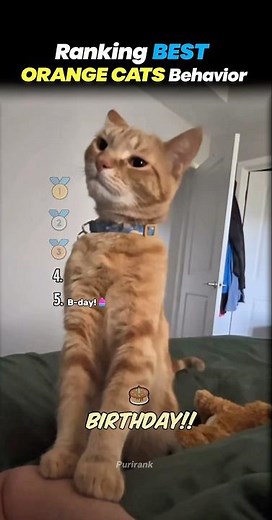 Ranking Best ORANGE CATS Behavior! 🍊🐾