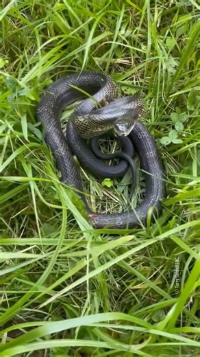 This snake knows her angles 📸🐍 Check out this harmless black rat snake found sunning itself on a southern Ohio road. TNC staff moved it out of harms way and took a few moments to enjoy the critter! | Toxicity Animals
