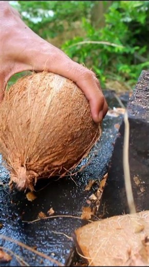 The expensive skill of opening cone coconut