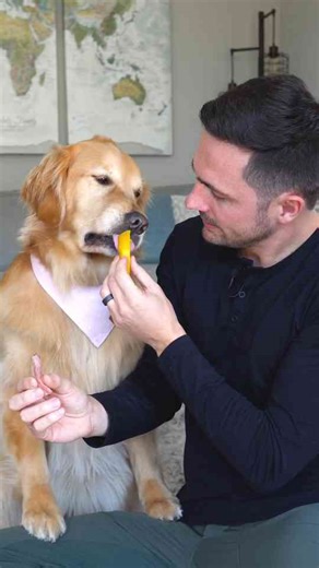 Lamb vs. mango: The ultimate taste test