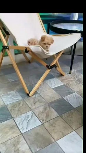 6K views · 178 reactions | Beautiful teacup Maltipoo puppies | Family Pet Adoption Center | Facebook