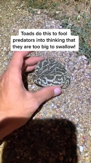 Toad Defense Mechanism: Inflating to Stay Safe