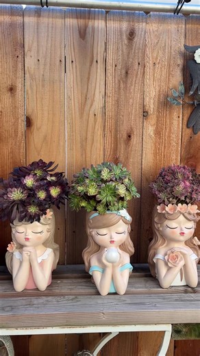 Beautiful Aeonium Succulents in My Garden