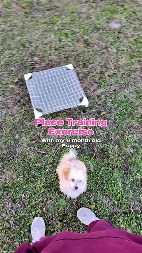 Effective Place Training for Your 6-Month-Old Puppy
