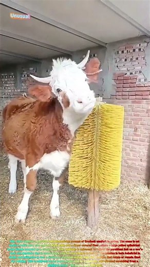 Satisfying Farm Life: Watch a Cow Scratch Its Neck on a Giant Yellow Brush! 🐄✨↓