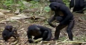 Animal Homosexuality Documentary Watch Full Video click Here :http://goo.gl/qg5cjv | Post VDO