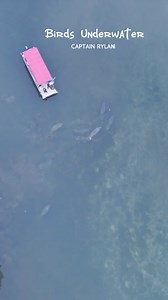 Check out these dancing manatees!💃🏼 When you see a group of manatees traveling through swimming faster than normal or splashing about that can reveal that it is a “Mating Herd”. This is typically one female being sought after by a group of males. 💙 It is best for swimmers to keep distance, although manatees are not aggressive, their behaviors can be too face paced and it’s best to let them do their thing! We had to cut the boats engine and float for a few minutes until they had passed. Even a