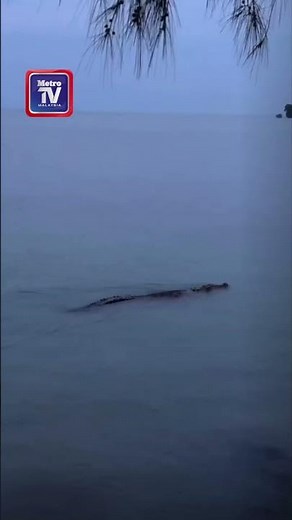 Buaya tembaga muncul di Port Dickson