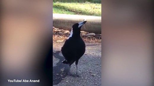 Magpie shows off it's singing skills by mimicking sounds