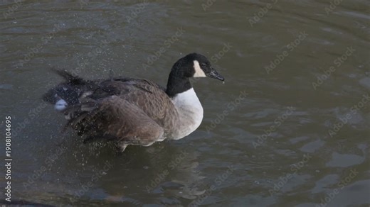 Canada Goose (Branta canadensis) preening its feathers on a lake. January, Kent, UK [Slow motion x4]