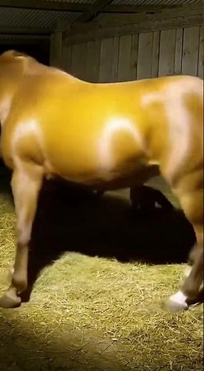 Not on Her Watch: Mare Ejects Fox from the Stable