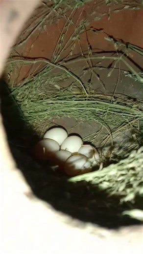 Java Eggs | #javasparrow #pispis #birds #finch