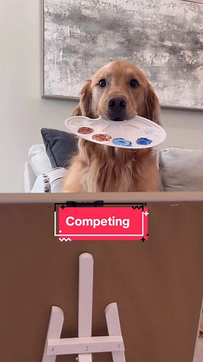 A Guy and His Golden: Archie and Teddy Competing for Attention