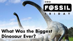 See how you measure up to Patagotitan when you visit the American Museum of Natural History Dinosaur Gallery at COSI! | COSI - Center of Science and Industry