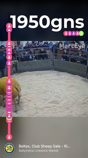 Ballymena Livestock Market on Reels