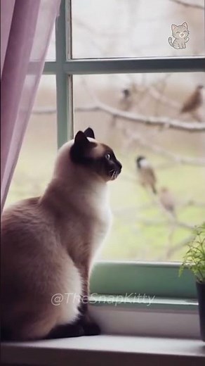 Cat's Hunting Instinct BACKFIRES Instantly 😹