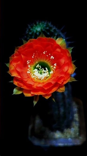 🌸 “From Bud to Beauty: Flowers Growing in Stunning Time-Lapse”