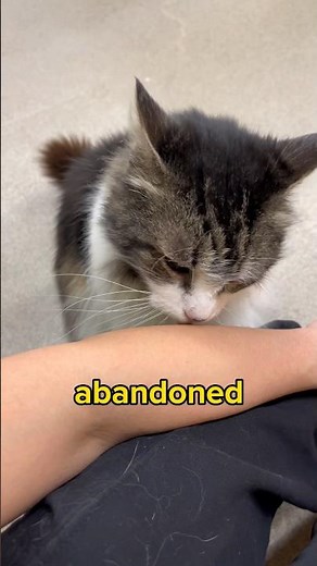 What adopting an older cat is like