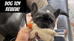 Watch Your dogs new favorite toy! on Amazon Live