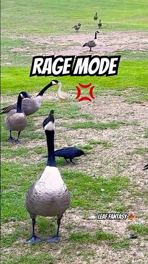 RAGE MODE Activated! 🪿💢 The Loudest Goose on the Field