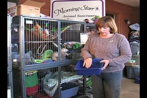 Watch Training Your Pet Ferret to Use a Litter Box on Amazon Live