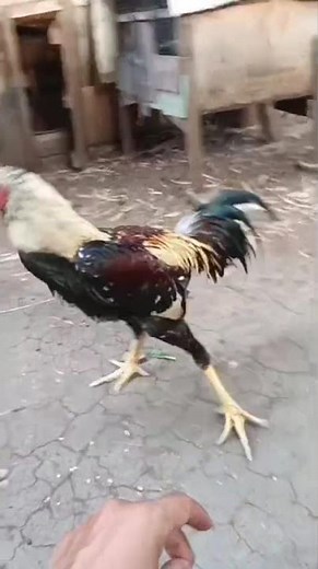 Ayam Bangkok klasik F1 8 bulan