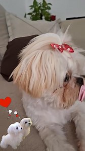 La Bebe de la Casa 🏠🐶 | Bichón Maltés