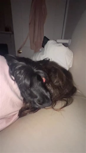 This eye mask came for free with Herbert 🥳 #englishcockerspaniel #cockerspaniel #herbertandclover #dogmum #dogeyemask #spanielears | Herbert and Clover