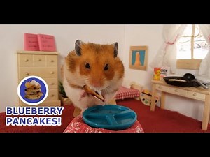 HAMSTER PANCAKE TIME! Cute Hamster Eating Mini IHOP Pancakes