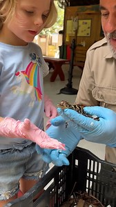 NEWBORN BABY GATOR🤩 | Jayprehistoricpets