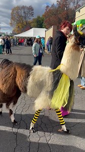 When we see a sign promoting a free llama experience in a Holiday Inn parking lot, by god we stop the car. #llamas #alpaca #Fabulous #fancy | House of Hamill